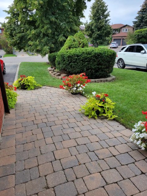 A paver walkway framed by planted borders and shaped shrubs